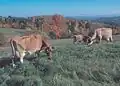 Jersey cattle grazing central Vermont, US upland pasture