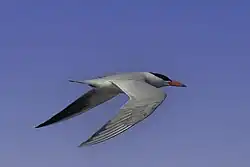 Caspian tern, Bogesund, Vaxholm, Stockholm