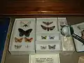 Butterflies collected by Nabokov