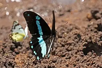 P. n. lyaeus in flight, Semliki Wildlife Reserve, Uganda