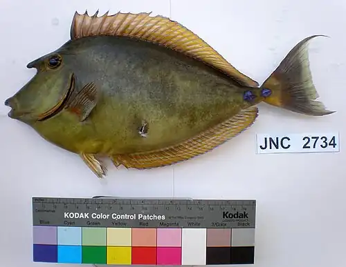 Naso unicornis from New Caledonia