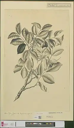 Engelhardtia Rigida Blume drawing by Ernst Philipp Sixtus