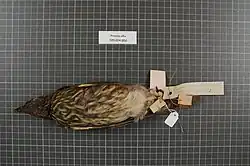 Photo of a dead bird on display. The bird is belly-up. It is mostly brown with white and yellow streaks on its underside.