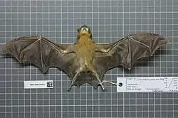 Brown bat