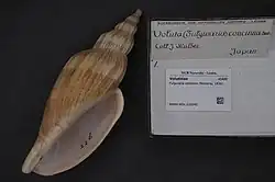 Shell specimen