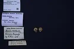 Example Shell specimen