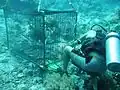 A cage used to capture Palau nautiluses from a depth of approximately 30&nbsp;m: note the five nautiluses and the mostly eaten chicken. The animals are released unharmed.