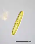 Navicula oblonga
