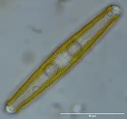 Navicula oblonga