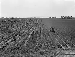 Black-and-white photograph of a field plowed into rows, with many laborers and a tractor at work.