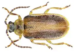 Brown and yellow Neogalerucella lineola beetle