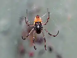 ventral view of female, Cairns