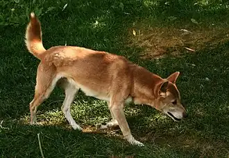 New Guinea Singing Dog.