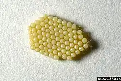Eggs