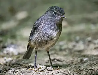 North Island robin (toutouwai)