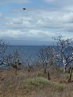 North Seymour Island in the Galápagos