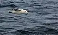 Northern fulmar in flight over Faxaflói (Iceland)