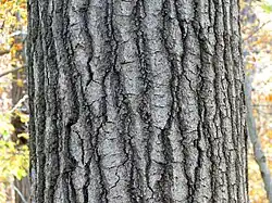 bark