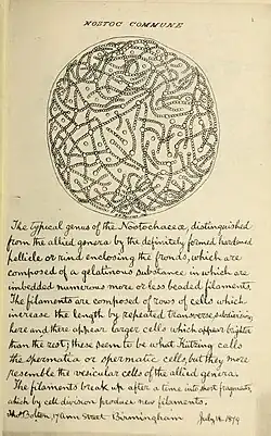 for transcription of text, which describes the image, see Commons file page