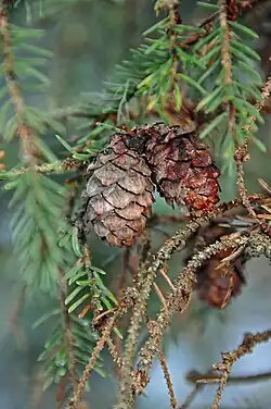Serotinous seed cones of Picea mariana persist even after fire has caused the seeds to be released.