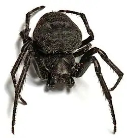 Macro image created with CombineZM. All parts of the spider are in focus.