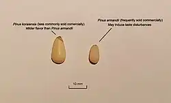 Korean pine and Armand pine pine nut physical characteristics and noticeable differences