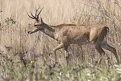 Brown cervid