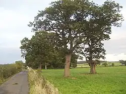 Oak trees in a field near Keele