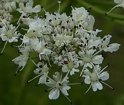 Hemlock water-dropwort
