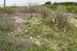 On a beach in Australia