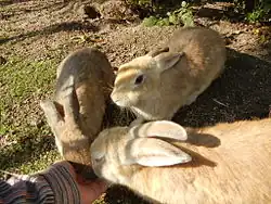 Three rabbits being fed by hand