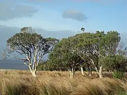 Large trees with light bark in a grassy plain