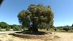 Oliveira de Mouchão