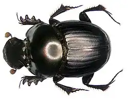 Onthophagus dama male