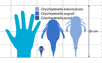 A diagram showing the comparative size of three species of Onychopterella with a human hand