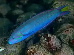 Blue coloured male hybrid T. cupido x lunare.