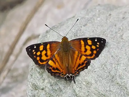 Dorsal view