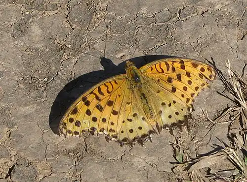 Dorsal view (male)