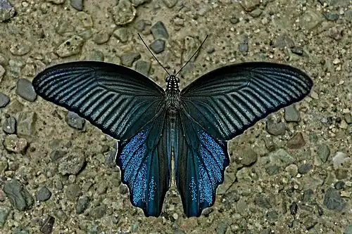 Dorsal view