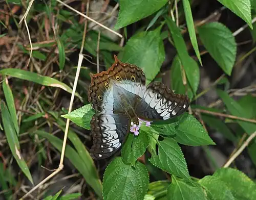 Dorsal view (female)
