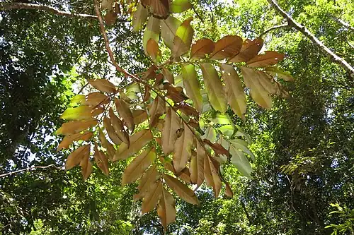 Underside of foliage
