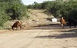 American Flag Post Office Ranch livestock