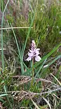 Dactylorhiza orchid growing at Clara