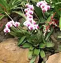 Orchids and Bromeliads