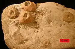 Crinoid holdfasts and bryozoans on an Upper Ordovician cobble from northern Kentucky