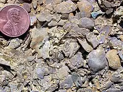 Brachiopods and bryozoans in an Ordovician limestone, southern Minnesota