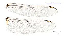 Female wings