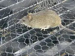 Rat, yellow-brown above and white below