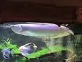 Arowana at the Amazon Hut