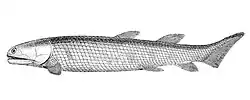 Osteolepis macrolepidotus